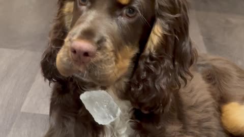 Myla the Cocker Spaniel Misplaces Ice Cube