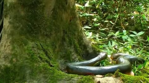 Giant Anaconda world's largest snake found in amazon river