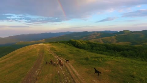 Aerial motion pictorial hilly landscape and herd of wild horses