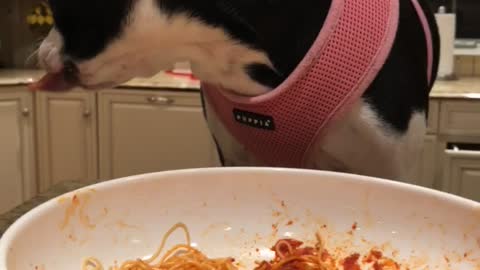 Dog eating spaghetti