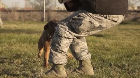 Military Dogs-Indian Army-Indian dog training-army