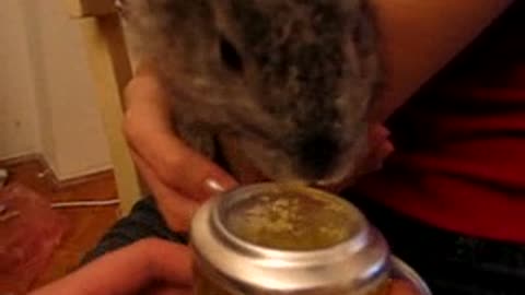 This bunny enjoys drinking beer ^^