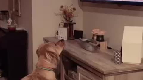 Playful dog barks at furry friends on TV
