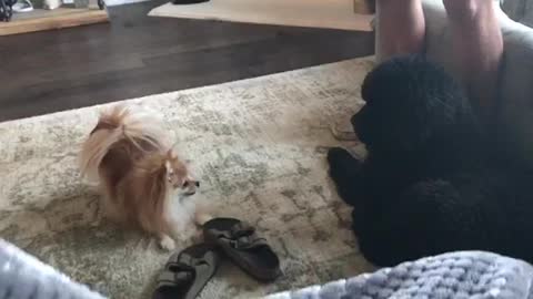 Pomeranian wants to play until giant puppy gets up!