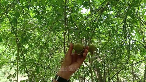 pomegranate trees seasonal flowers and fruits || anar farming in pakistan