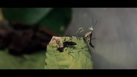 Cute 2-days old praying mantises