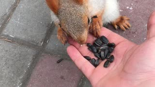 Cute Squirrel Came in Close for a Treat