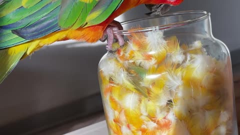 Parrot inspects jar of his own feathers