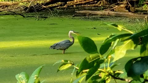 fishing for dinner