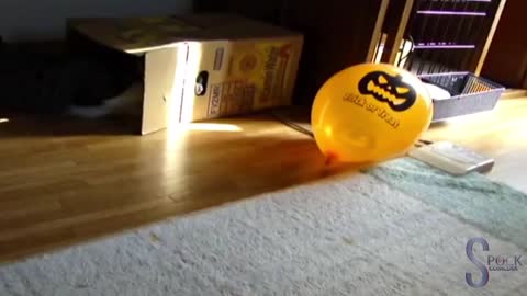 cats fighting with incredible balloon !! most seen in the world
