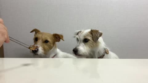 Smart Jack Russell raises his hand for treats