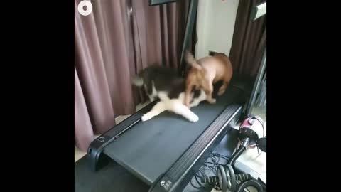 dogs on the Treadmill