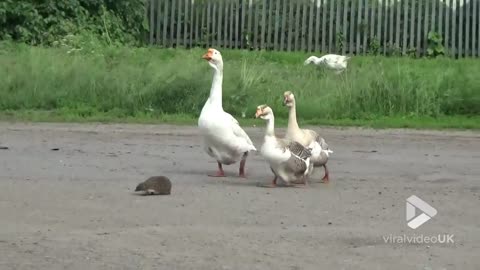 Geese Bodyguards Help Wild Hedgehog To Safely Cross The Road