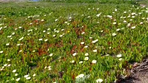 Wildflower Walk | Roaming the Shores of Big Sur