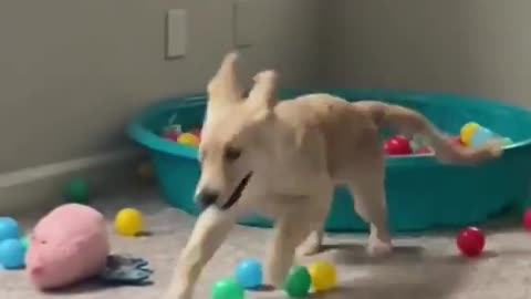 crazy puppy loves to play with ball!