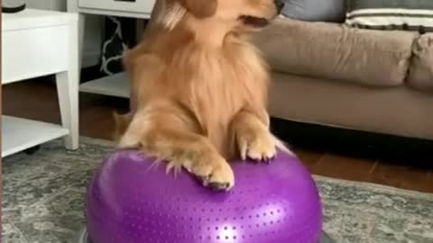 Dog Training Golden Retriever