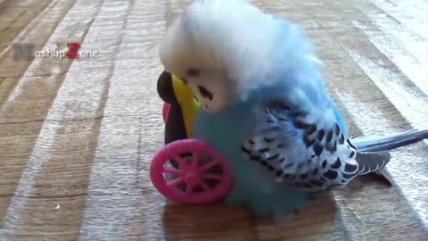 FUNNIEST PARROTS - Cute Parrot And Funny Parrot Videos Compilation