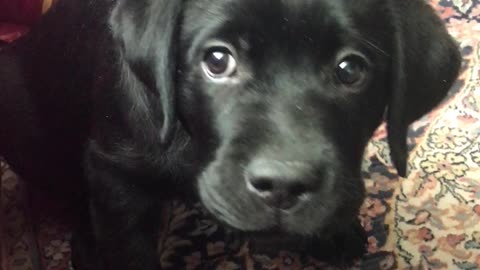 Cute angry lab puppy