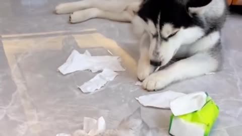 Husky Having Best Time With His Kitten Friend