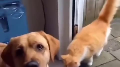 What friendship between dog and 😺🐈