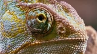 Crazy chameleon footage