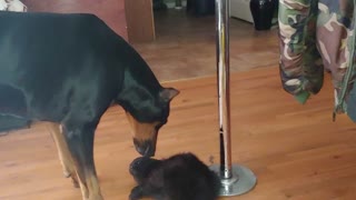 Fearless cat unfazed by overly-aggressive Doberman