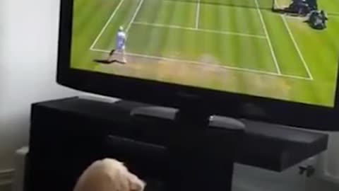 Ver tenis en la televisión