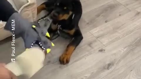 Best way to train your dog 🤣 #puppy #puppydog #funnyvideos #funnymoments #memestiktok #viralvideos