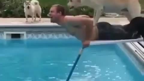 Dog Just want to help