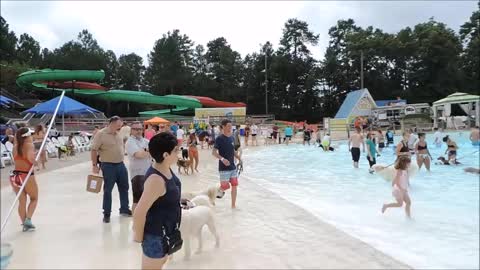 Over 500 Dogs Show Up To Va. Beach Water Park! WOW!