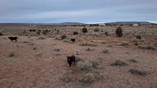 Cattle drive drone style