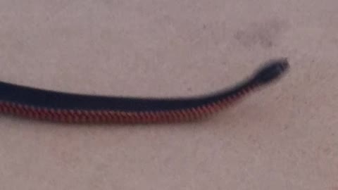 Handling A Red Belly black snake