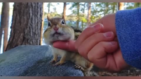 foodie chipmunk