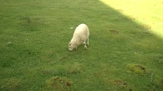A german white lamb/sheep can not be disturbed while eating! May 19,2021. Video