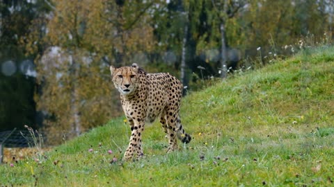 Tiger Viral in forest