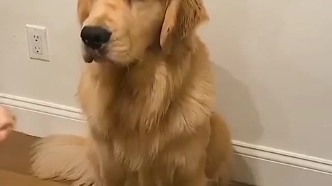 cute Dog's 🐕 love ❤️ cute puppy 😍 Dog lovers whatsapp status video |