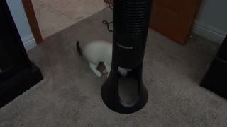 Snowshoe kitten fetches his stuffed animal