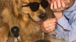 Quarantine day 1,000: Golden Retriever forms a band