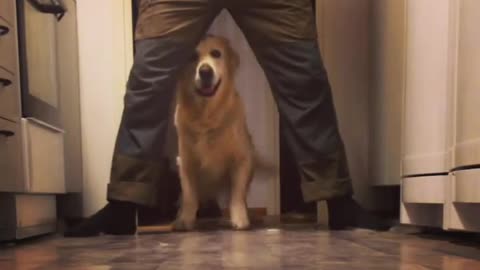 Golden Retriever practices newly learned trick