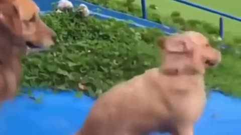 Funny dog slips into the abyss
