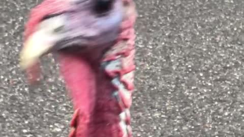 Making contact with wild turkeys while her daughter is scared