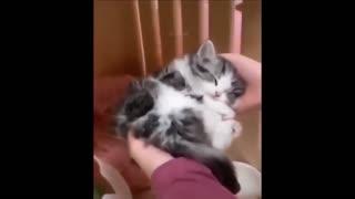 Best funny cats moments #cats