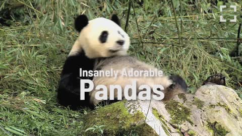 Insanely Adorable Pandas