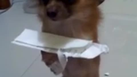 Khaki the cute puppy loves to chew paper