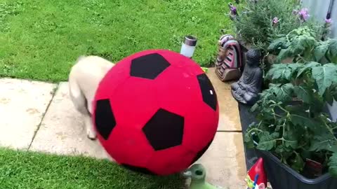 Frenchie plays football