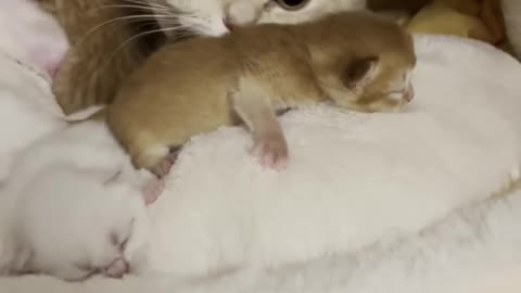 Cuteness Overload Mama Cat Cuddles Her Newborn Kittens