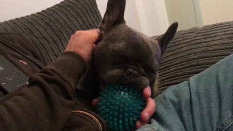 Frenchie falls asleep while holding favorite toy