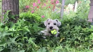 White dog sits in bushes with tennis ball in his mouth