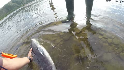 Siberian taimen fishing