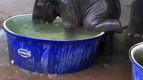 cute elephant baby playing on bath on her mom